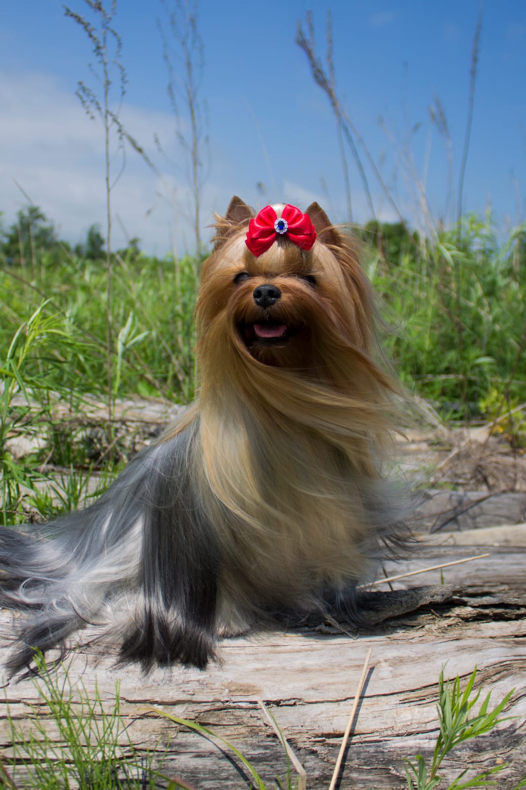 RASHEL IZ OLIS BEAUTI — Labaza DogPedigree YorkshireTerrier